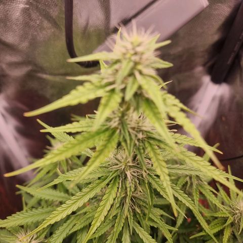 Double Cookies 1 growlog timeline photo
