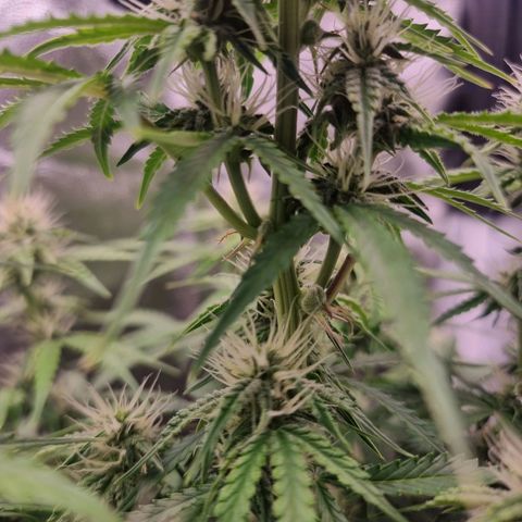 Double Cookies 1 growlog timeline photo