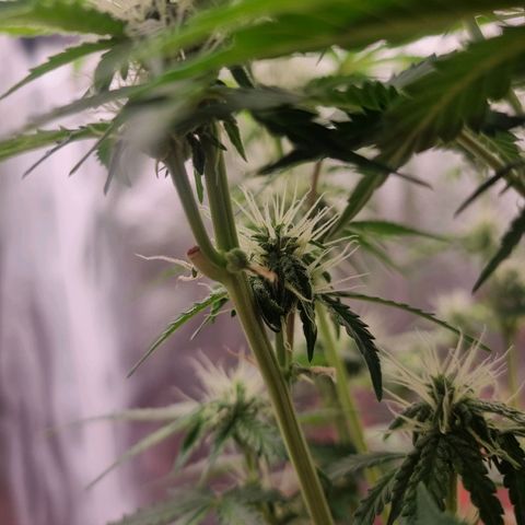 Double Cookies 1 growlog timeline photo