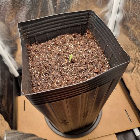 Double Cookies 1 growlog timeline photo
