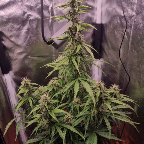 Double Cookies 1 growlog timeline photo