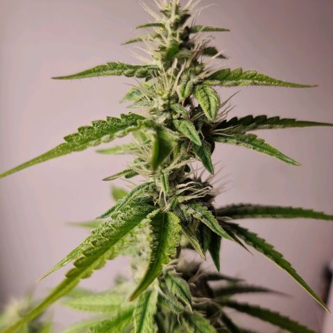 Double Cookies 1 growlog timeline photo