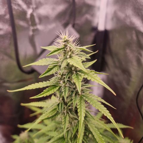 Double Cookies 1 growlog timeline photo