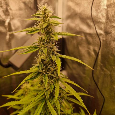 Double Cookies 1 growlog timeline photo