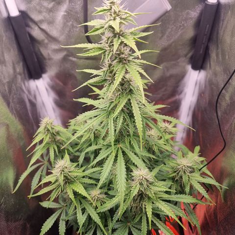 Double Cookies 1 growlog timeline photo
