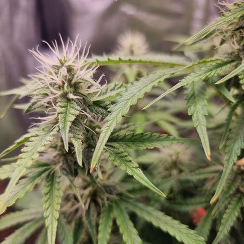 Double Cookies 1 growlog timeline photo