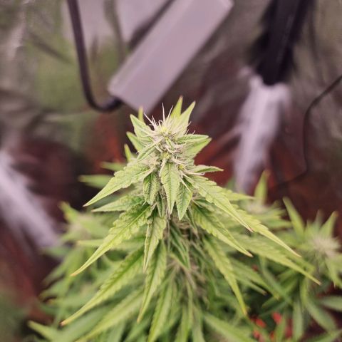 Double Cookies 1 growlog timeline photo