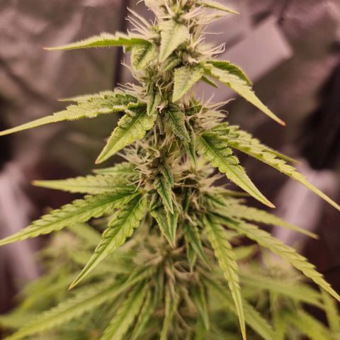 Double Cookies 1 growlog timeline photo