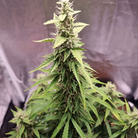 Double Cookies 1 growlog timeline photo