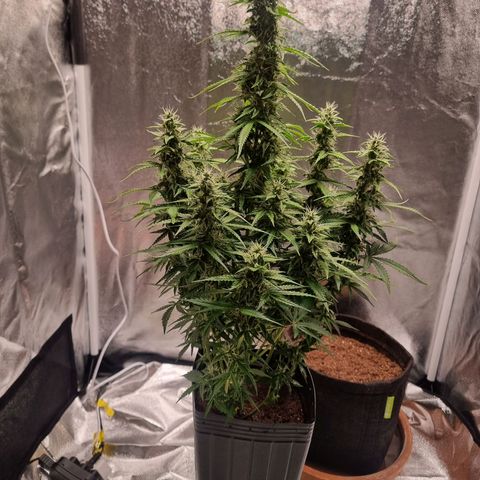 Double Cookies 1 growlog timeline photo