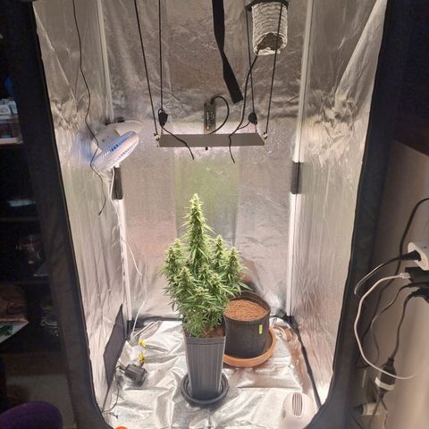 Double Cookies 1 growlog timeline photo