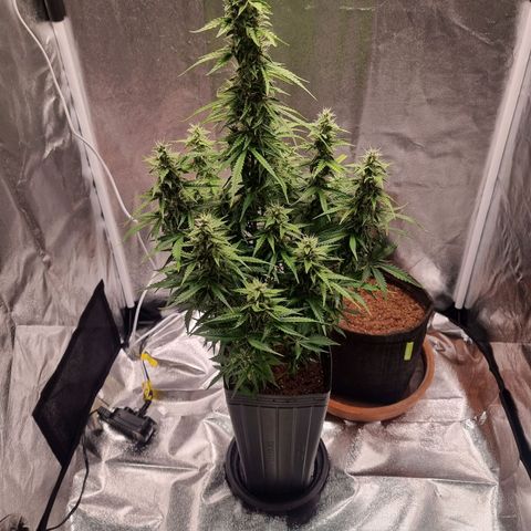 Double Cookies 1 growlog timeline photo