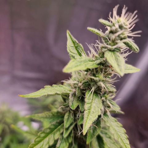 Double Cookies 1 growlog timeline photo