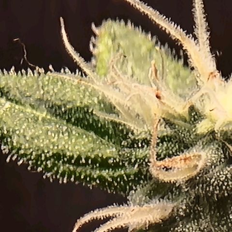 Double Cookies 1 growlog timeline photo