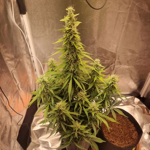 Double Cookies 1 growlog timeline photo
