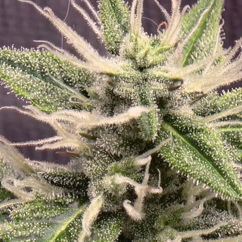 Double Cookies 1 growlog timeline photo