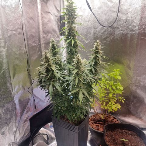 Double Cookies 1 growlog timeline photo