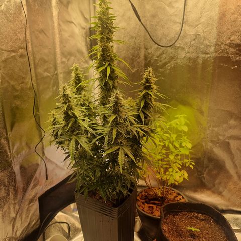 Double Cookies 1 growlog timeline photo