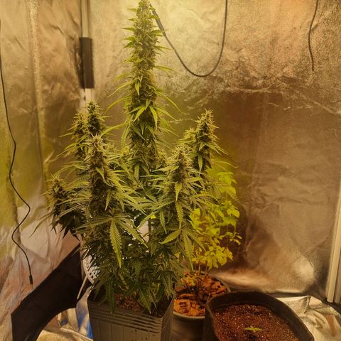 Double Cookies 1 growlog timeline photo