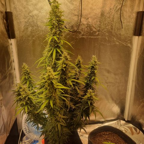 Double Cookies 1 growlog timeline photo