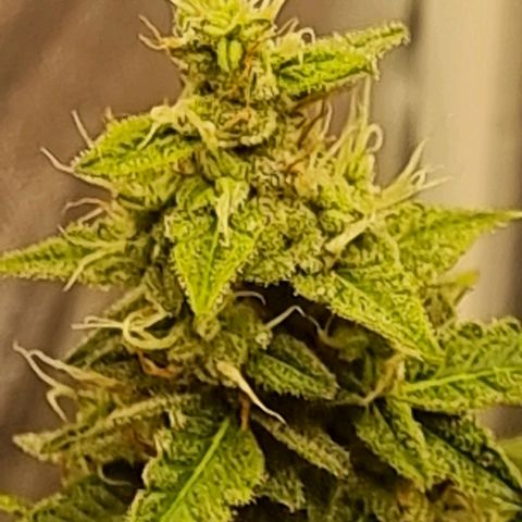 Double Cookies 1 growlog timeline photo