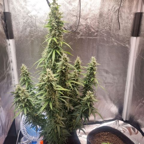 Double Cookies 1 growlog timeline photo