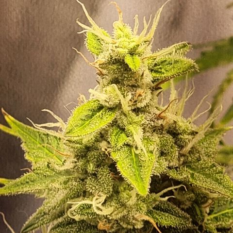 Double Cookies 1 growlog photo: Início de amarelado nas folhas. Início do Flush