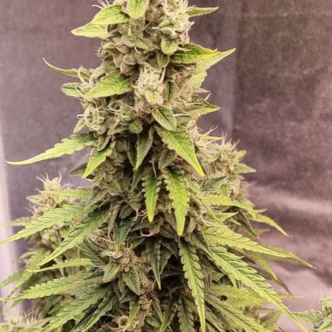 Double Cookies 1 growlog photo: Início de amarelado nas folhas. Início do Flush