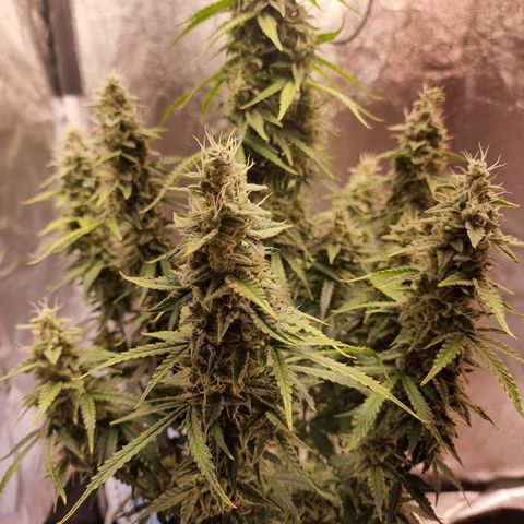 Double Cookies 1 growlog timeline photo