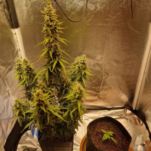 Double Cookies 1 growlog timeline photo