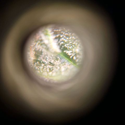 Double Cookies 1 growlog timeline photo