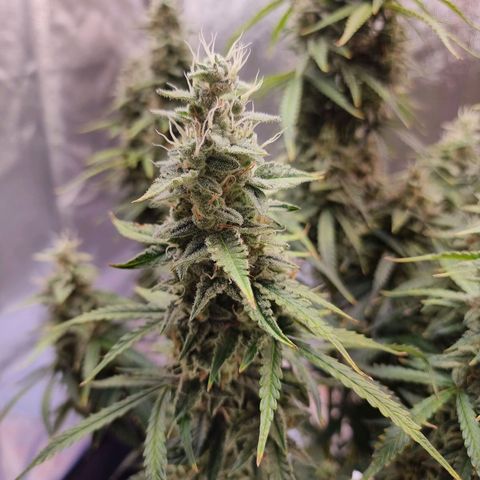 Double Cookies 1 growlog timeline photo