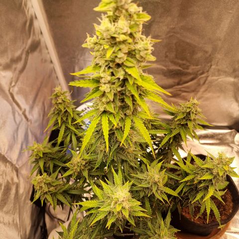 Double Cookies 1 growlog photo: Flush