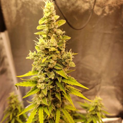 Double Cookies 1 growlog photo: Flush