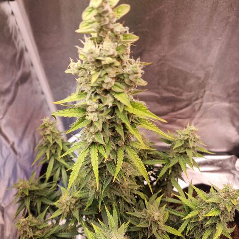 Double Cookies 1 growlog photo: Flush