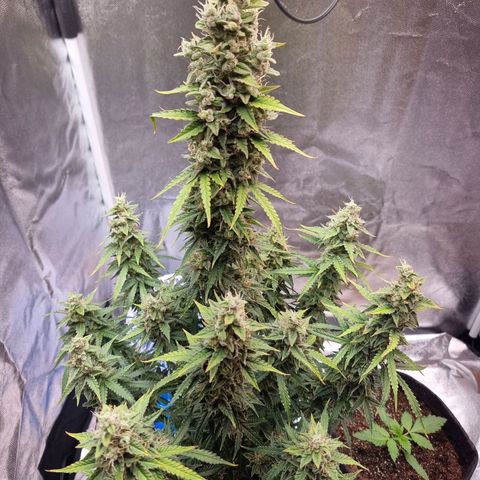 Double Cookies 1 growlog photo: Flush