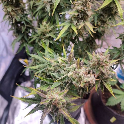 Double Cookies 1 growlog photo: Dia da colheita 