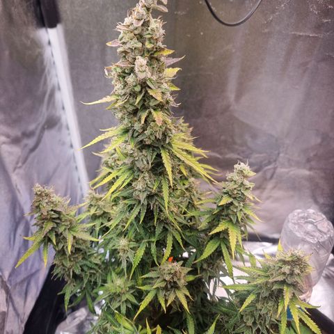 Double Cookies 1 growlog photo: Dia da colheita 