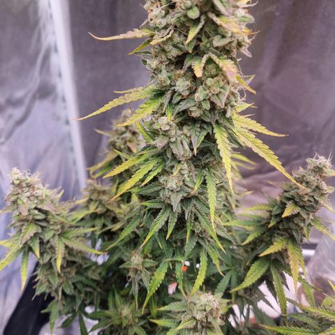 Double Cookies 1 growlog photo: Dia da colheita 
