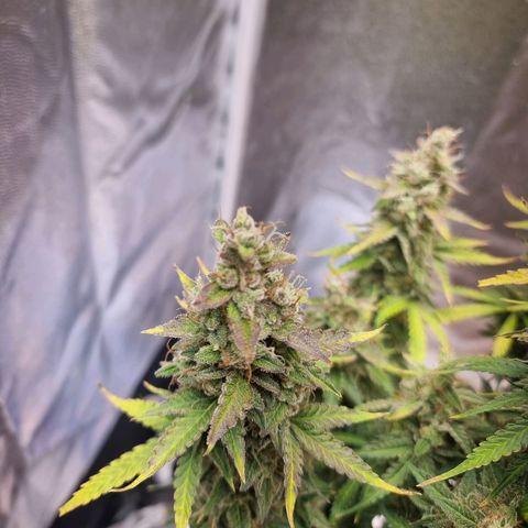 Double Cookies 1 growlog photo: Dia da colheita 