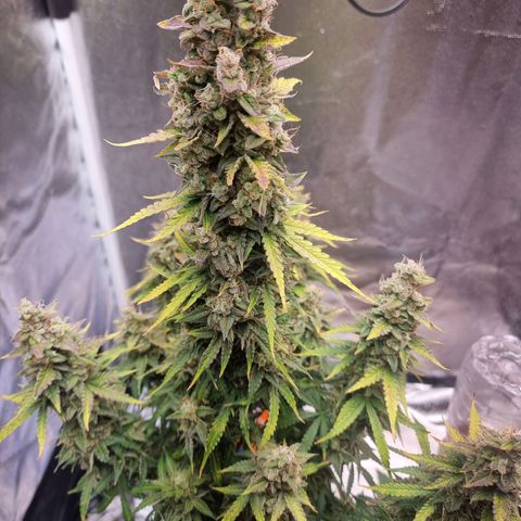 Double Cookies 1 growlog photo: Dia da colheita 
