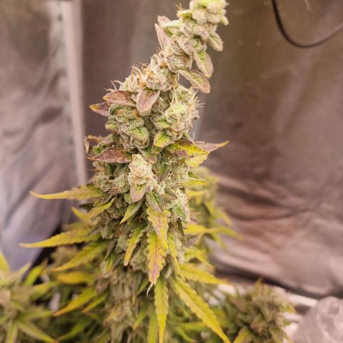 Double Cookies 1 growlog photo: Dia da colheita 
