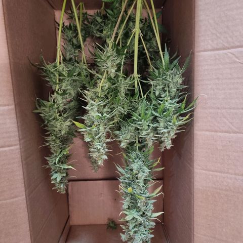 Double Cookies 1 growlog photo: Colheita 