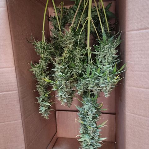 Double Cookies 1 growlog photo: Colheita 