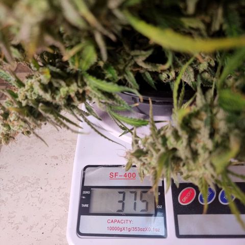 Double Cookies 1 growlog photo: Colheita 