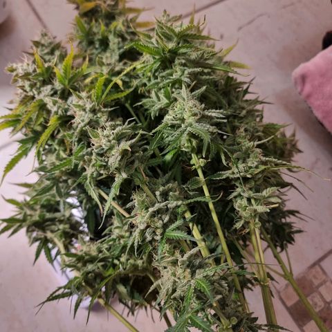 Double Cookies 1 growlog photo: Colheita 