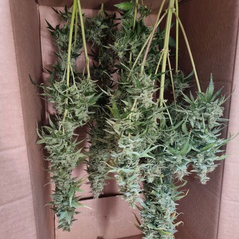 Double Cookies 1 growlog photo: Colheita 