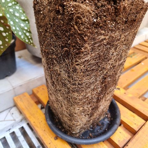 Double Cookies 1 growlog photo: Roots bloody roots