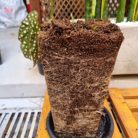 Double Cookies 1 growlog photo: Roots bloody roots