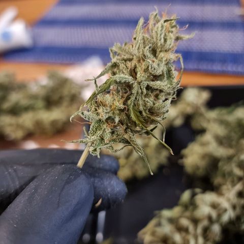 Double Cookies 1 growlog timeline photo